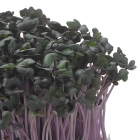 Red Cabbage Cress