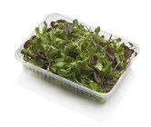 MIX  Micro Salad