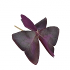 Butterfly Purple leaves